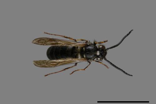 Vespula flaviceps[細黃胡蜂][00073438]