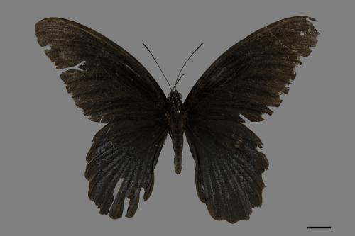 Papilio memnon heronus[大鳳蝶][00101966]