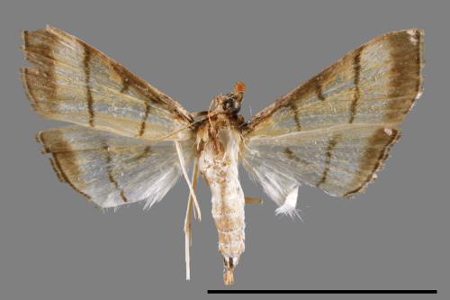 <已分類>Family：Crambidae[草螟科][00022219]