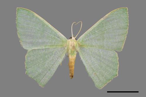 Thalassodes immisarius opalinus[粗脛翠尺蛾][00027221]