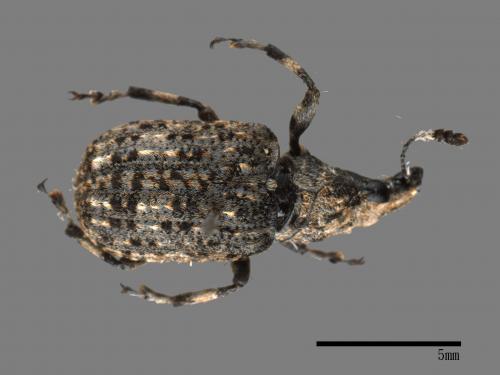 <已分類>Family：Curculionidae[象鼻蟲科][00082616]
