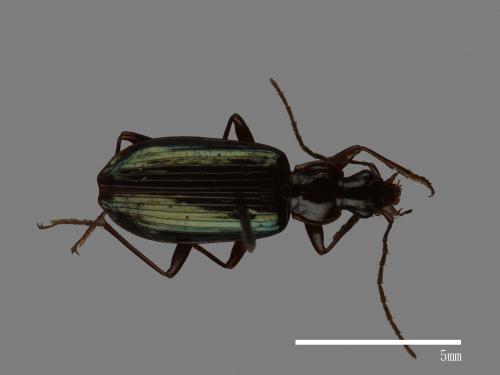 <已分類>Family：Carabidae[步行蟲科][00081981]