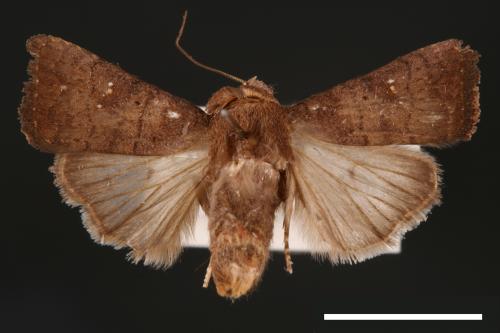 Athetis stellata[星夜蛾][00003286]