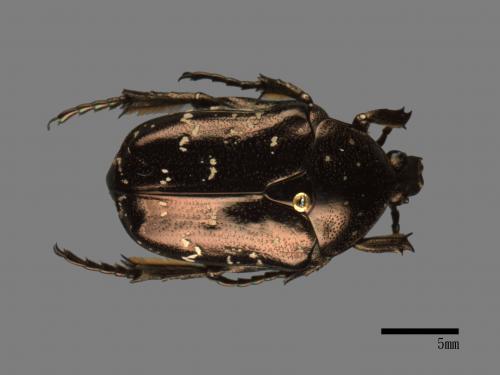 Protaetia orientalis sakaii[東方白點花金龜][00086146]