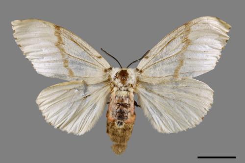 Lymantria xylina xylina[黑角舞蛾][00089262]