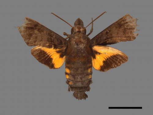 Macroglossum pyrrhosticta[黃斑長喙天蛾][00016490]