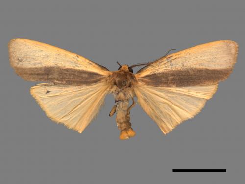 Agylla divisa[梯雙分華苔蛾][00052949]