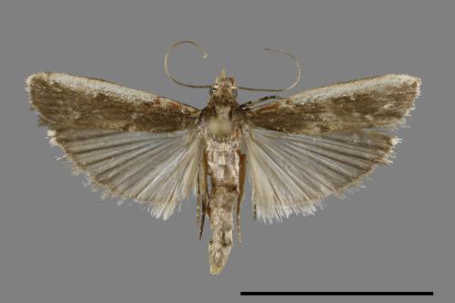 <已分類>Family：Pyralidae[螟蛾科][00091928]