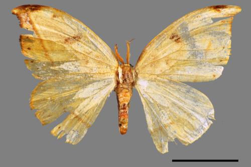 Callidrepana patrana[五倍樹鉤蛾][00035464]