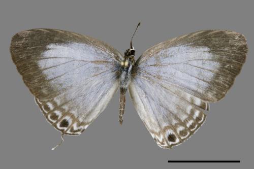 Jamides alecto dromicus[白波紋小灰蝶][00102008]