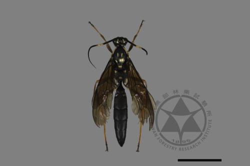 <已分類>Family：Ichneumonidae[姬蜂科][00181030]