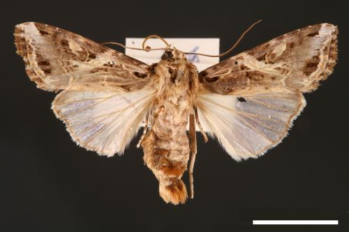 Spodoptera litura[斜紋夜蛾][00002788]