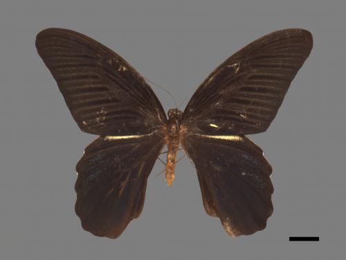 Papilio protenor protenor[黑鳳蝶][00014347]