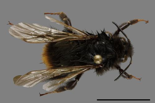 Bombus trifasciatus[威氏熊蜂][00100040]