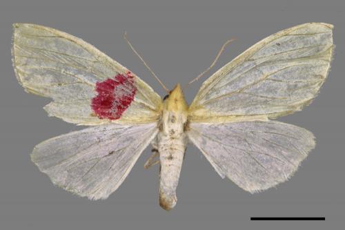 Doratoptera virescens[黃尺蛾][00052829]