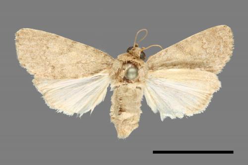 Spodoptera pecten[梳灰翅夜蛾][00000618]