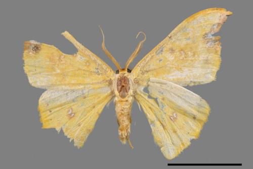 Tridrepana unispina[白點黃鉤蛾][00045881]