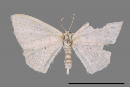 <已分類>Genus：Scopula[00057976]