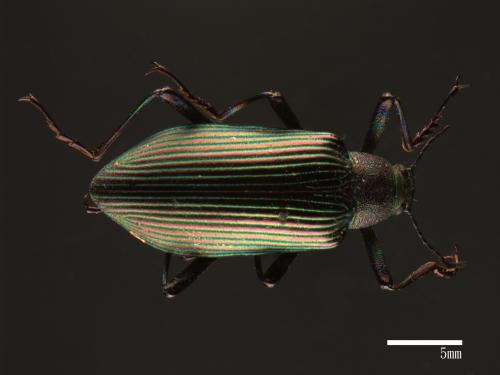 Campsiomorpha formosana[大擬步行蟲][00046436]