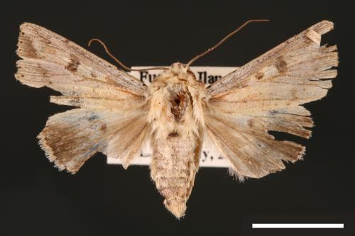 Mythimna albomarginata rubea[白緣秘夜蛾][00001508]