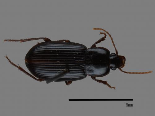 <已分類>Family：Carabidae[步行蟲科][00081996]