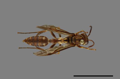 Parapolybia nodosa[叉胸異腹胡蜂][00078712]