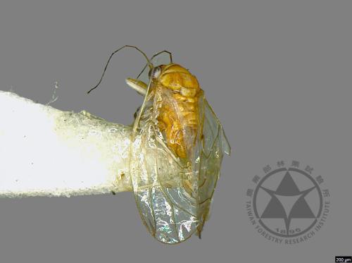 Heteropsylla cubana[00026409]