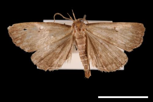 Zanclognatha terminalis[00011551]