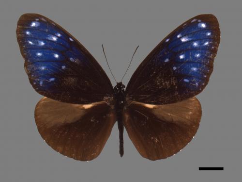 Euploea mulciber barsine[端紫斑蝶][00027479]