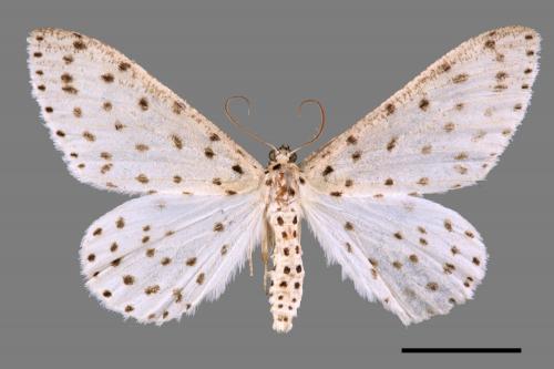 Xenoplia trivialis[胡麻斑星尺蛾][00019380]