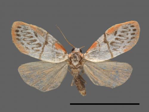 Miltochrista ziczac[之美苔蛾][00057683]