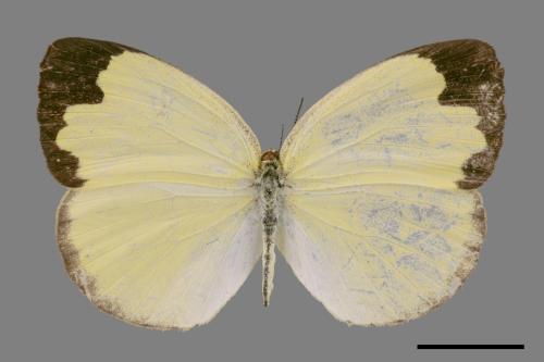 Eurema blanda arsakia[臺灣黃蝶][00024789]