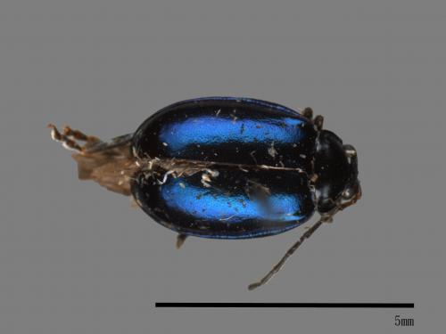 <已分類>Family：Chrysomelidae[金花蟲科][00040450]