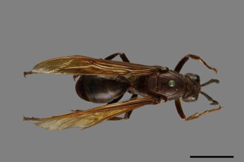 Polistes gigas[巨長腳蜂][00074375]