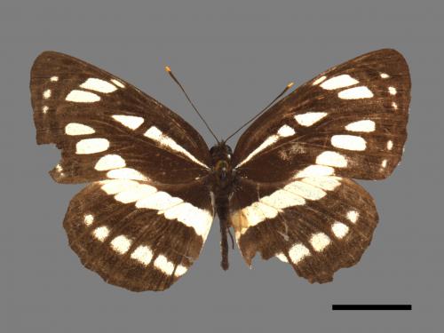 Neptis hylas luculenta[琉球三線蝶][00061503]