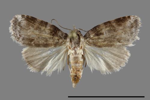 <已分類>Family：Noctuidae[夜蛾科][00100467]