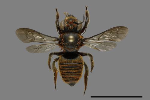 Megachile rufovittata[紅圈切葉蜂][00100932]