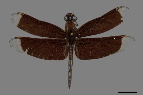 Neurothemis ramburii ramburii[善變蜻蜓][00091179]