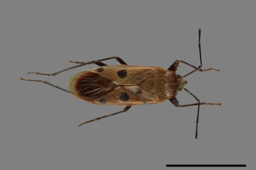 Physopelta quadriguttata[00054226]