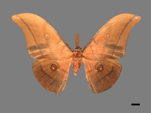 Antheraea yamamai superba[大透目天蠶蛾][00016205]