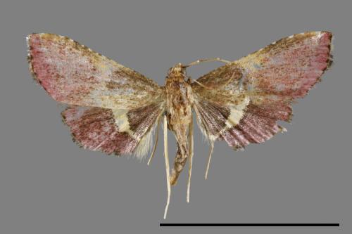 <已分類>Family：Pyralidae[螟蛾科][00064241]