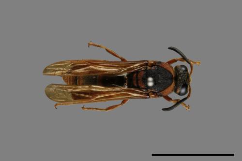 Anterhynchium flavomarginatum formosicola[黃緣蜾嬴][00073512]