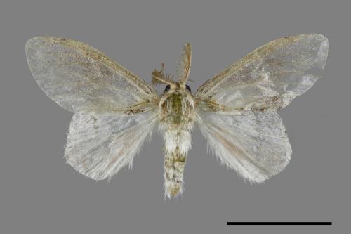 Liparopsis postalbida[中灰舟蛾][00044582]