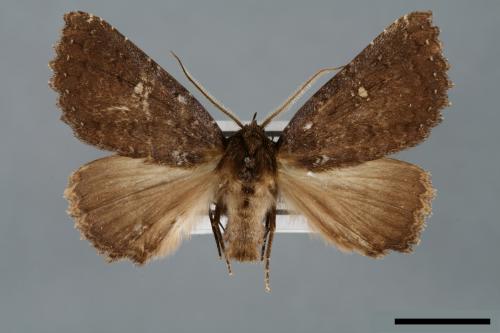 Hypersypnoides submarginata[00006124]