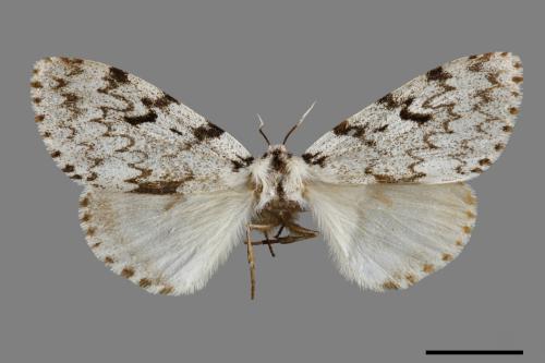 Lymantria grisea kosemponis[L紋褐毒蛾][00091033]