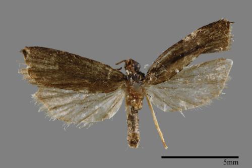 <已分類>Family：Crambidae[草螟科][00022706]