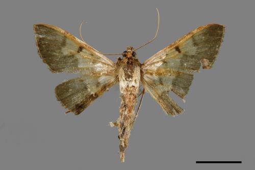 <已分類>Family：Crambidae[草螟科][00055303]