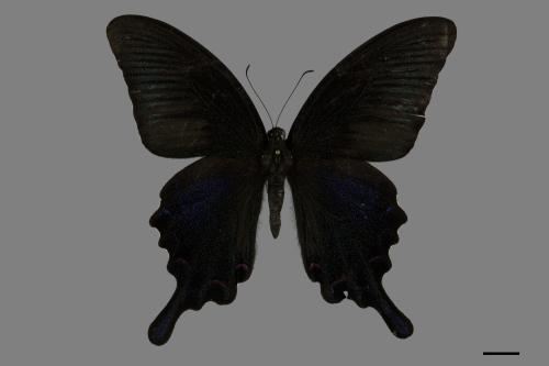 Papilio bianor thrasymedes[烏鴉鳳蝶][00101166]