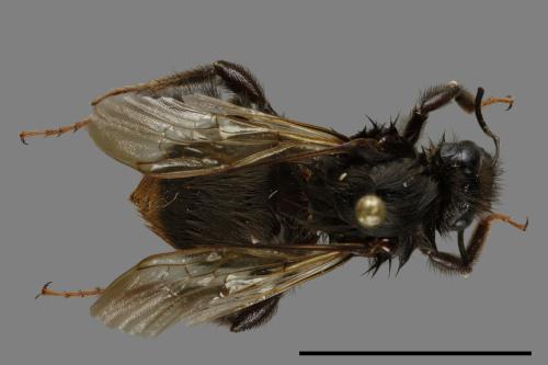 Bombus trifasciatus[威氏熊蜂][00100041]