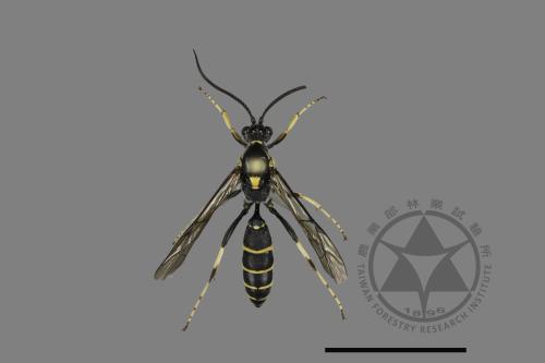 <已分類>Family：Ichneumonidae[姬蜂科][00196766]